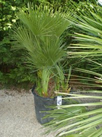 Chamaerops Humilis_04